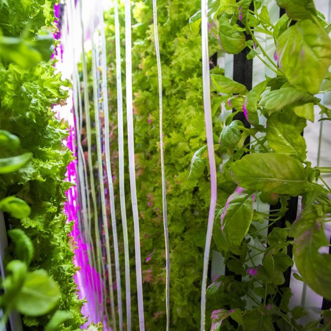Leafy greens grows vertically in a controlled environment using LED lights and a hydroponic growth system in the Freight Farm Leafy Green Machine. (Jesse Costa/WBUR)